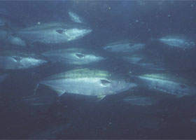 Daiwa Fish World