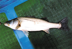 Daiwa 5 シーバス スズキ をルアーのキャスティングで釣る Web Site