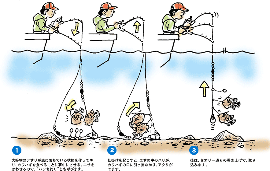 Daiwa カワハギをいろいろな探り方がオーケーの胴突き仕掛けで釣る Web Site