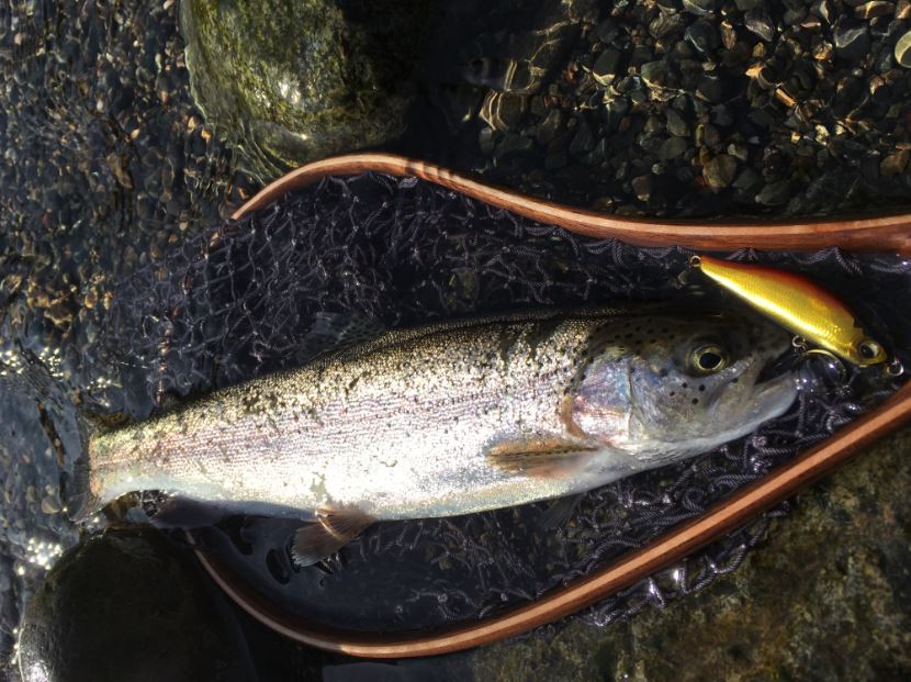 DAIWA TROUT PRESSO シルバークリーク DAIWA TROUT PRESSO シルバークリーク シルバークリーク