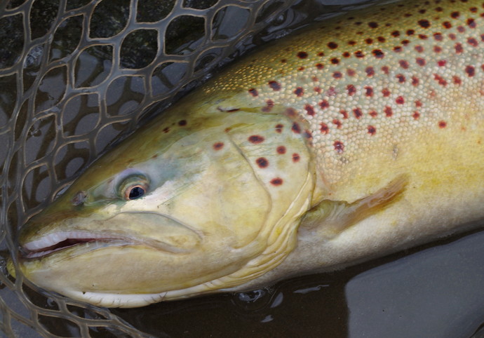 browntrout(apx50)-2.jpg