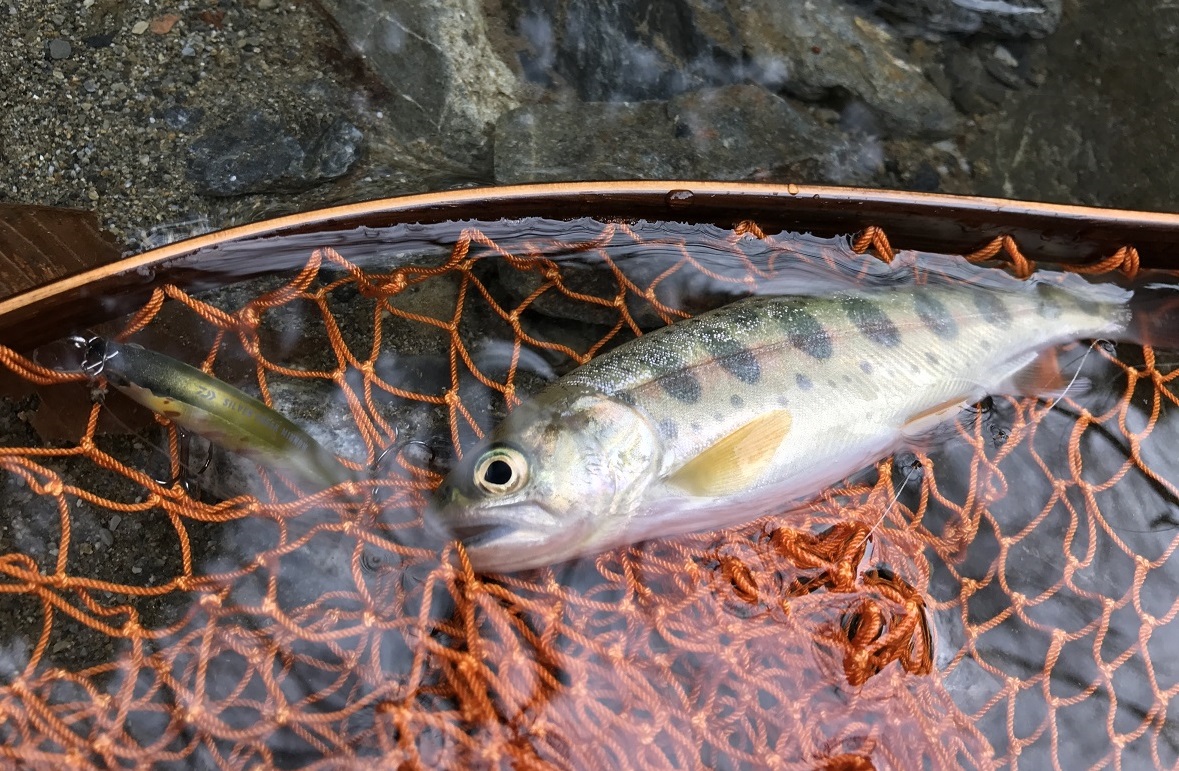 DAIWA TROUT: 2018年3月アーカイブ