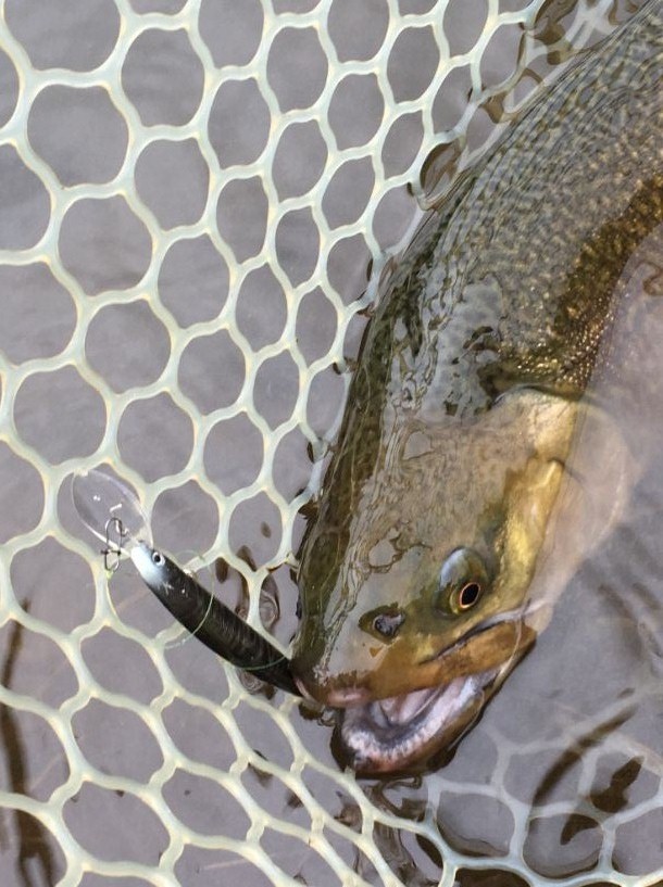DAIWA TROUT