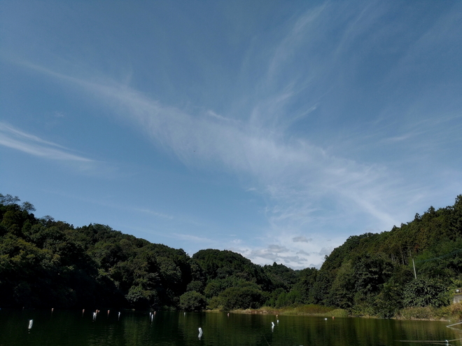 171008鳴沢湖ﾜｶｻｷﾞwsz11.JPG