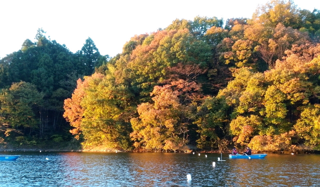 171119鳴沢湖ﾜｶｻｷﾞwsz2.JPG