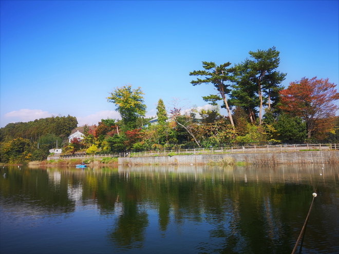 181103鳴沢湖ﾜｶｻｷﾞwsz10.JPG