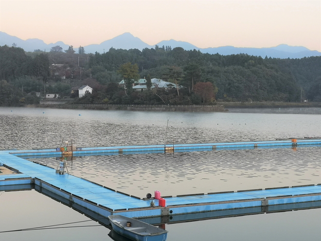 181103鳴沢湖ﾜｶｻｷﾞwsz2.JPG