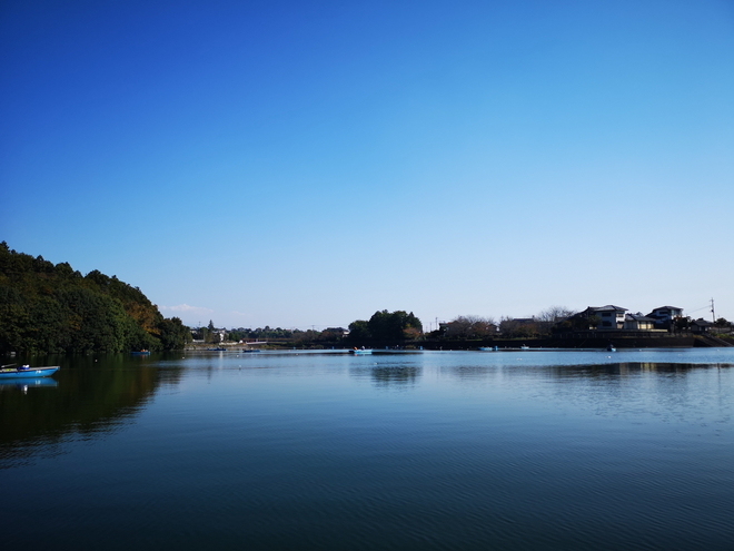 181103鳴沢湖ﾜｶｻｷﾞwsz9.JPG