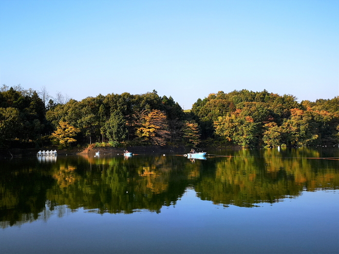 181111鳴沢湖ﾜｶｻｷﾞwsz6.JPG