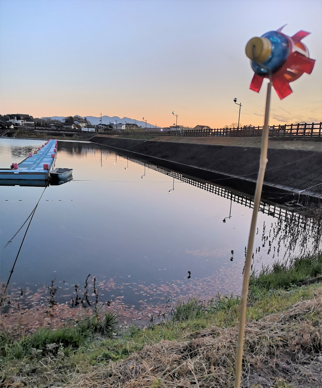 181202鳴沢湖ﾜｶｻｷﾞwsz1.JPG