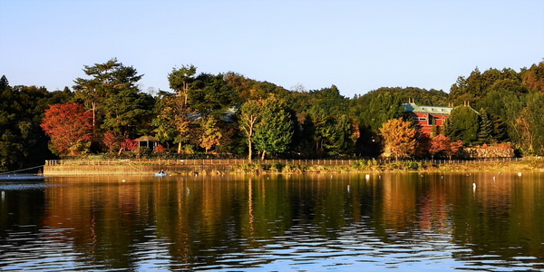 191110鳴沢湖ﾜｶｻｷﾞwsz6.JPG