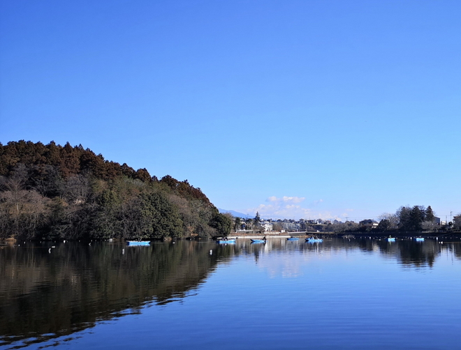 200113鳴沢湖ﾜｶｻｷﾞwsz7.JPG