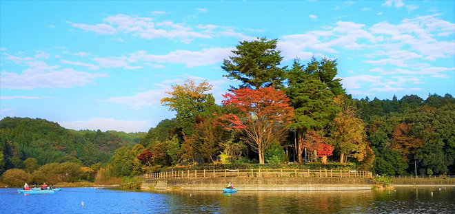 201107鳴沢湖ﾜｶｻｷﾞwsz8.JPG