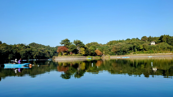 231103鳴沢湖ﾜｶｻｷﾞwsz10.JPG