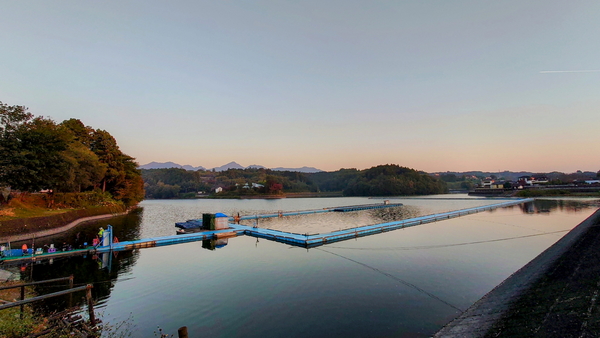 231103鳴沢湖ﾜｶｻｷﾞwsz3.JPG