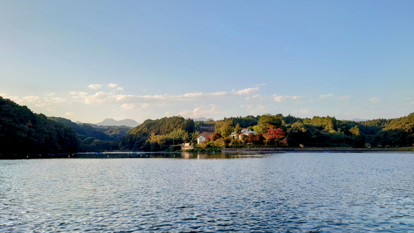 231103鳴沢湖ﾜｶｻｷﾞwsz17.JPG