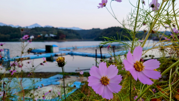 231103鳴沢湖ﾜｶｻｷﾞwsz1.JPG